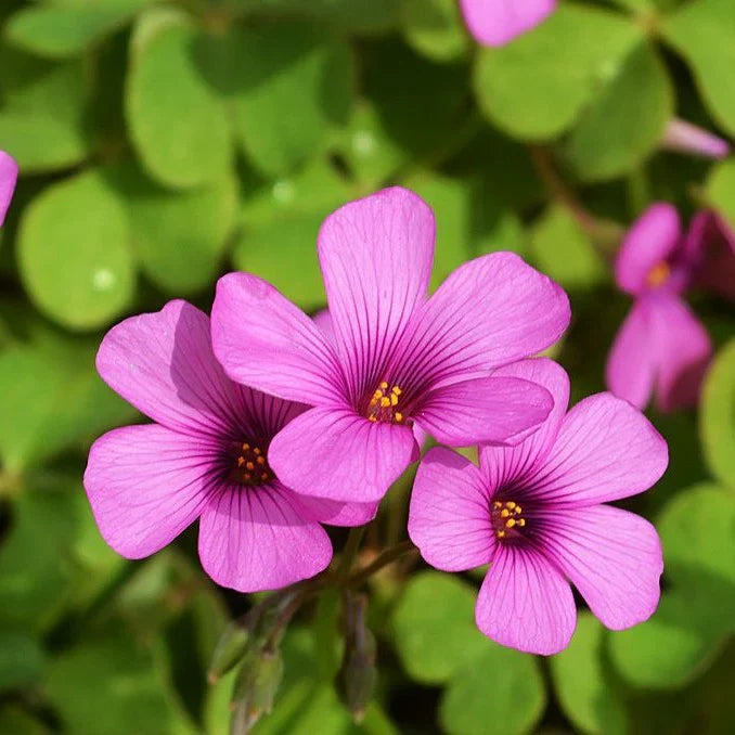 Magenta Flower seeds for Planting Shade Tolerant Heirloom & GMO Free Seeds for Home Garden