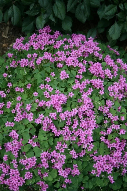 Oxalis (Oxalis Spring) seeds for planting in home garden