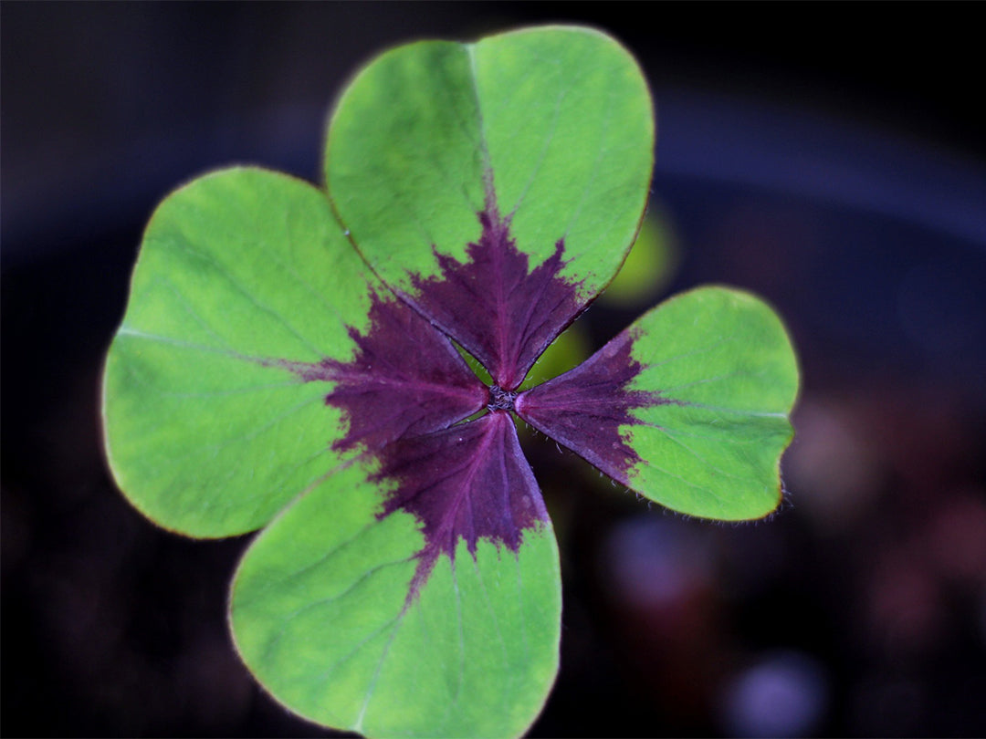 Green And Purple Four Leaf Clover Seeds For Planting Plant Seeds