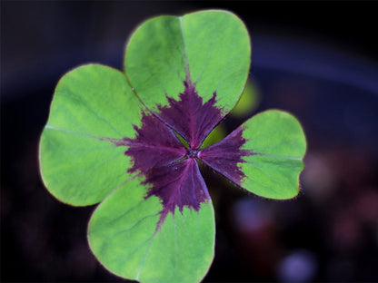 Green And Purple Four Leaf Clover Seeds For Planting Plant Seeds