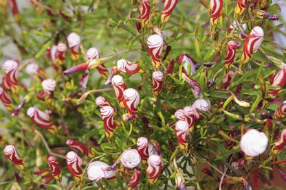 Oxalis Versicolor Flower seeds for Planting Seasonal Bloomer Heirloom & GMO Free Seeds for Home Garden