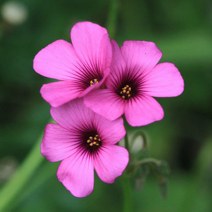 Pink Carpet Oxalis Flower seeds for Planting - Garden Favorite, Heirloom & GMO Free Seeds for Home Garden