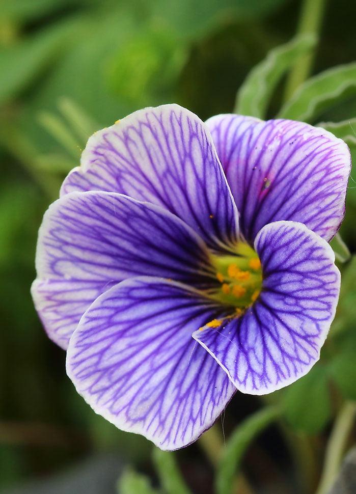 Blue Oxalis Laciniata Flower Seeds - Perfect for Planting