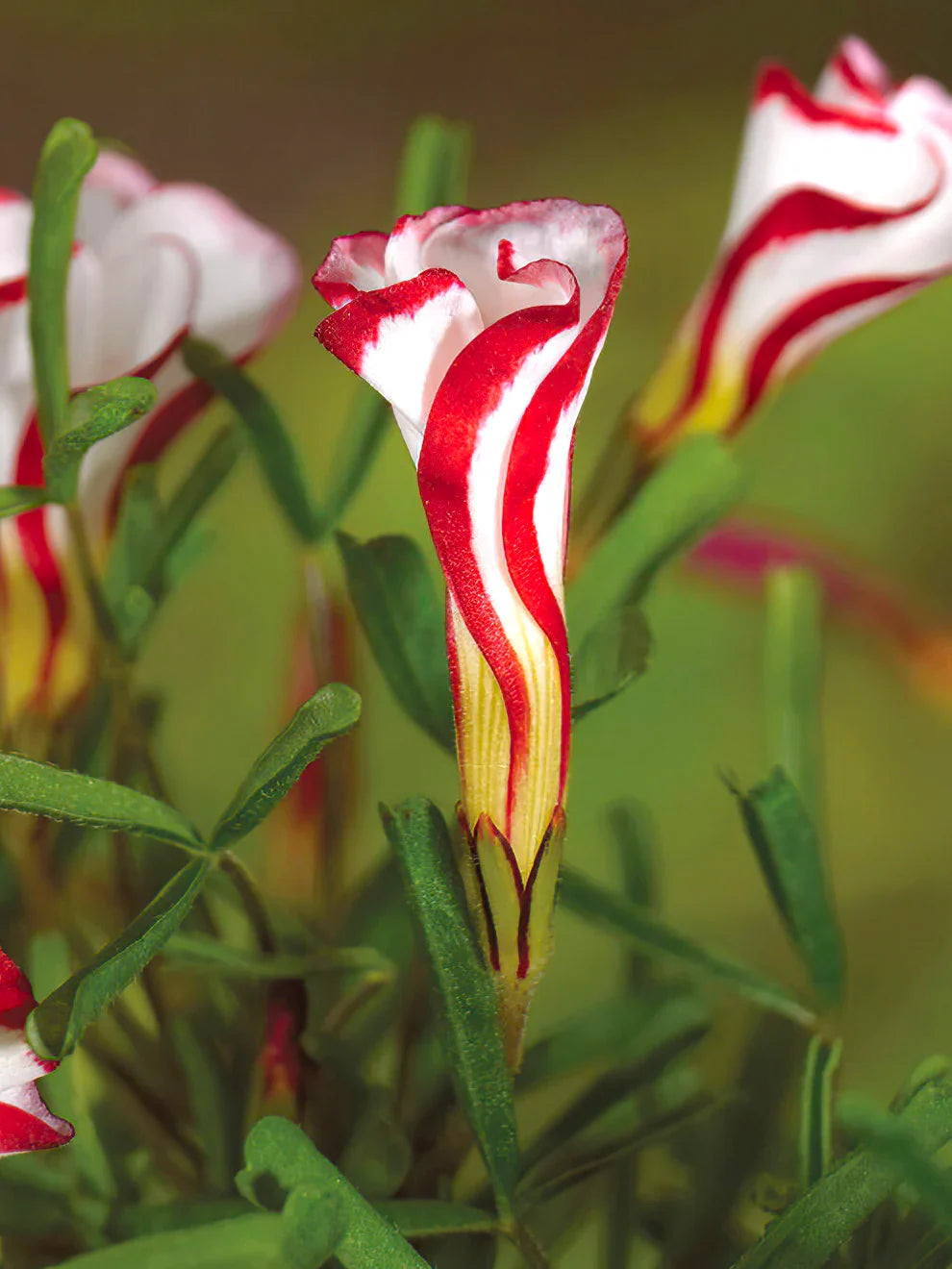 High quality Orange Oxalis Versicolor Flower seeds for Planting Premium Quality, Heirloom & GMO Free Seeds for Home Garden seeds pack