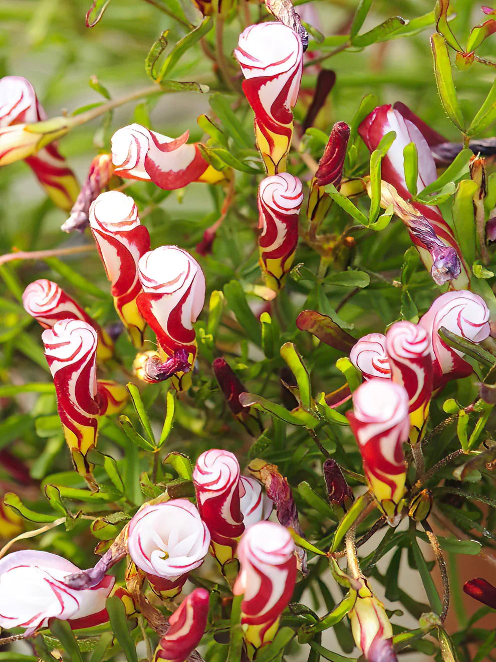 Oxalis Versicolor Flower seeds for Planting Cottage Garden Essential, Heirloom & GMO Free Seeds for Home Garden vegetable and garden seeds