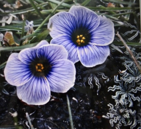 Premium Oxalis Laciniata Flower seeds for Planting Premium Quality, Heirloom & GMO Free Seeds for Home Garden seeds