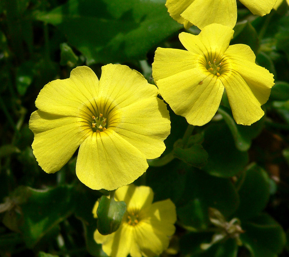 Yellow Bermuda Buttercup Flower seeds for Planting Hardy Variety, Heirloom & GMO Free Seeds for Home Garden vegetable and garden seeds