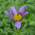 Pasque Flower seeds for Planting Cottage Garden Essential, Heirloom & GMO Free Seeds for Home Garden seeds for planting