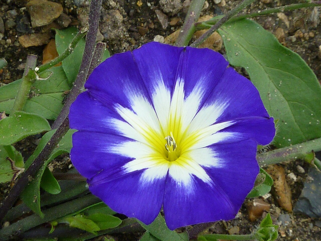High quality Mixed Convolvulus Flower seeds for Planting Colorful Display, Heirloom & GMO Free Seeds for Home Garden seeds pack