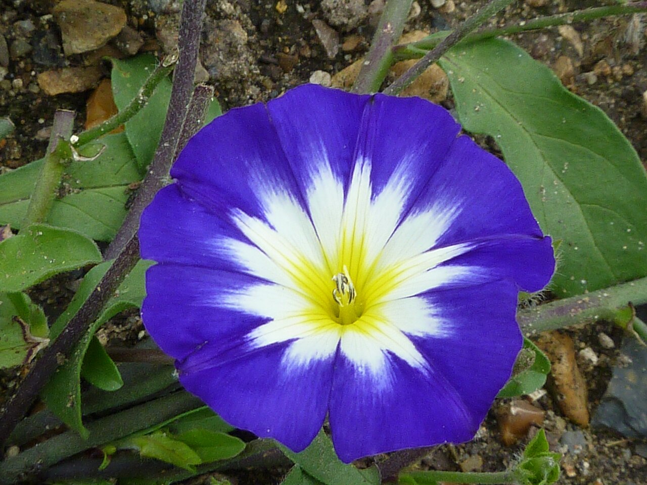 High quality Mixed Convolvulus Flower seeds for Planting Colorful Display, Heirloom & GMO Free Seeds for Home Garden seeds pack
