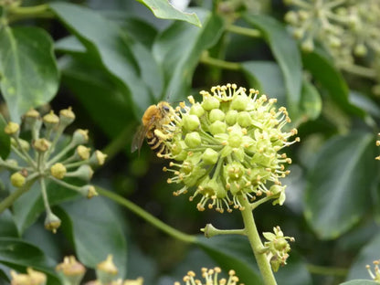 Ivy Flower seeds for Planting Premium Quality Heirloom & GMO Free Seeds for Home Garden