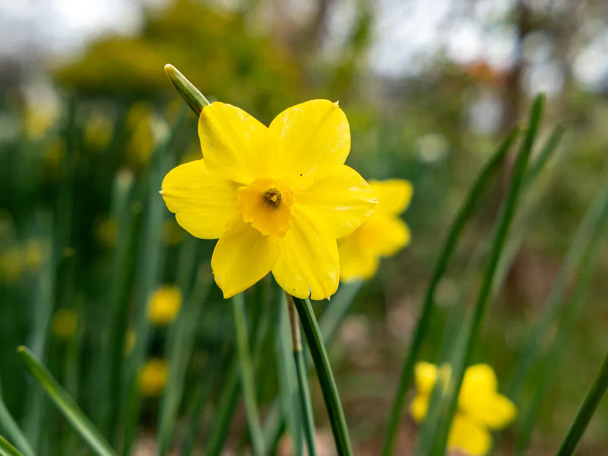 Premium Thick Yellow Narcissus Flower seeds for Planting Cottage Garden Essential, Heirloom & GMO Free Seeds for Home Garden seeds