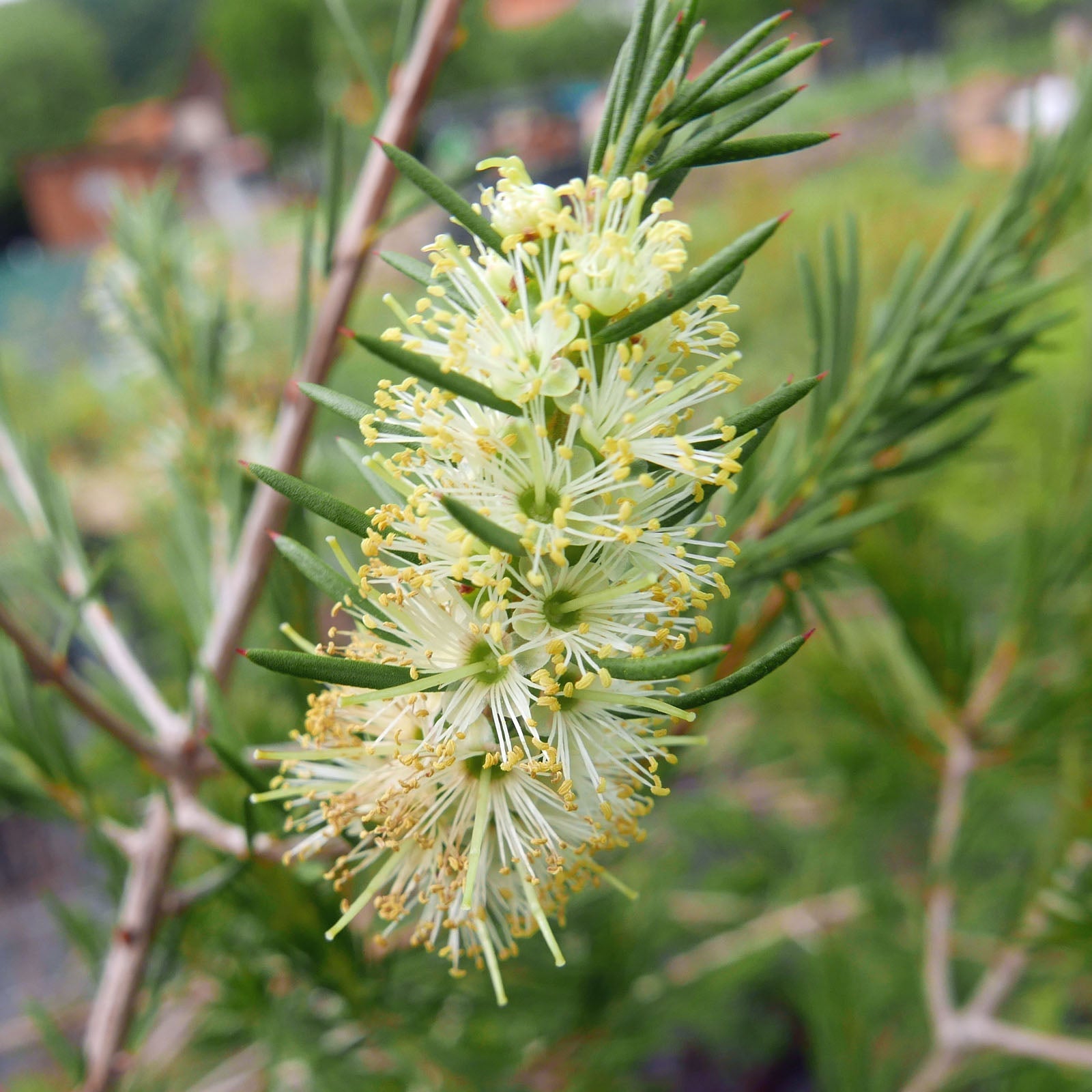 High quality Green Callistemon Flower seeds for Planting Vibrant Colors, Heirloom & GMO Free Seeds for Home Garden seeds pack