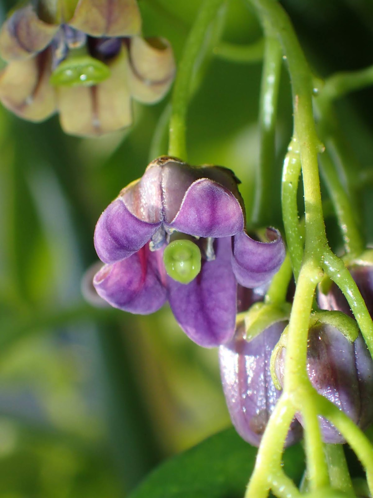 Premium Cyphomandra Flower seeds for Planting Pollinator Friendly, Heirloom & GMO Free Seeds for Home Garden seeds
