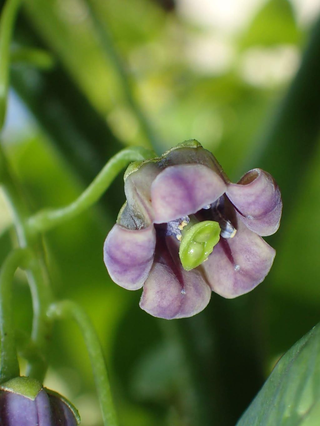 Cyphomandra Flower seeds for Planting Pollinator Friendly, Heirloom & GMO Free Seeds for Home Garden vegetable and garden seeds