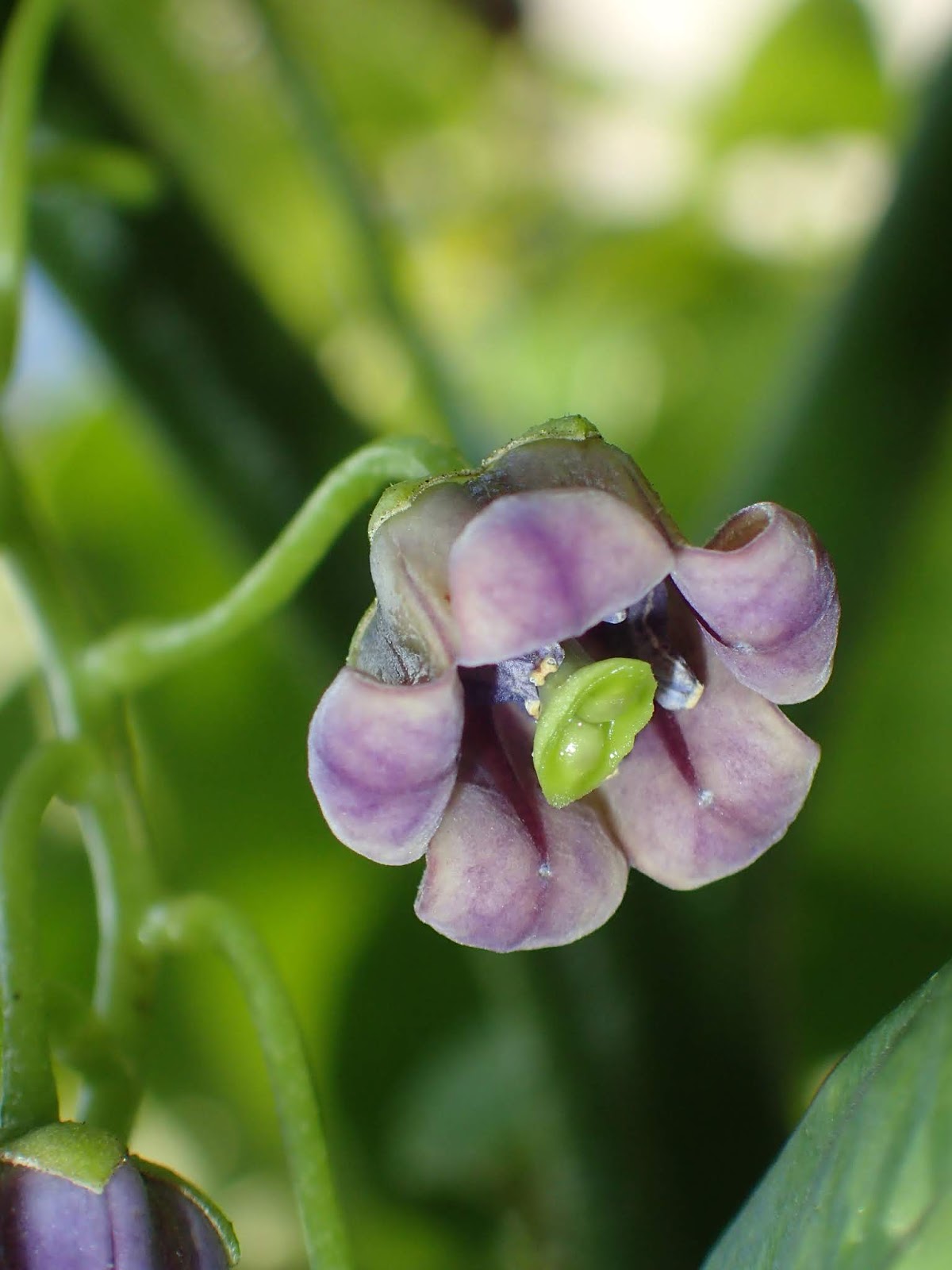 Cyphomandra Flower seeds for Planting Pollinator Friendly, Heirloom & GMO Free Seeds for Home Garden vegetable and garden seeds