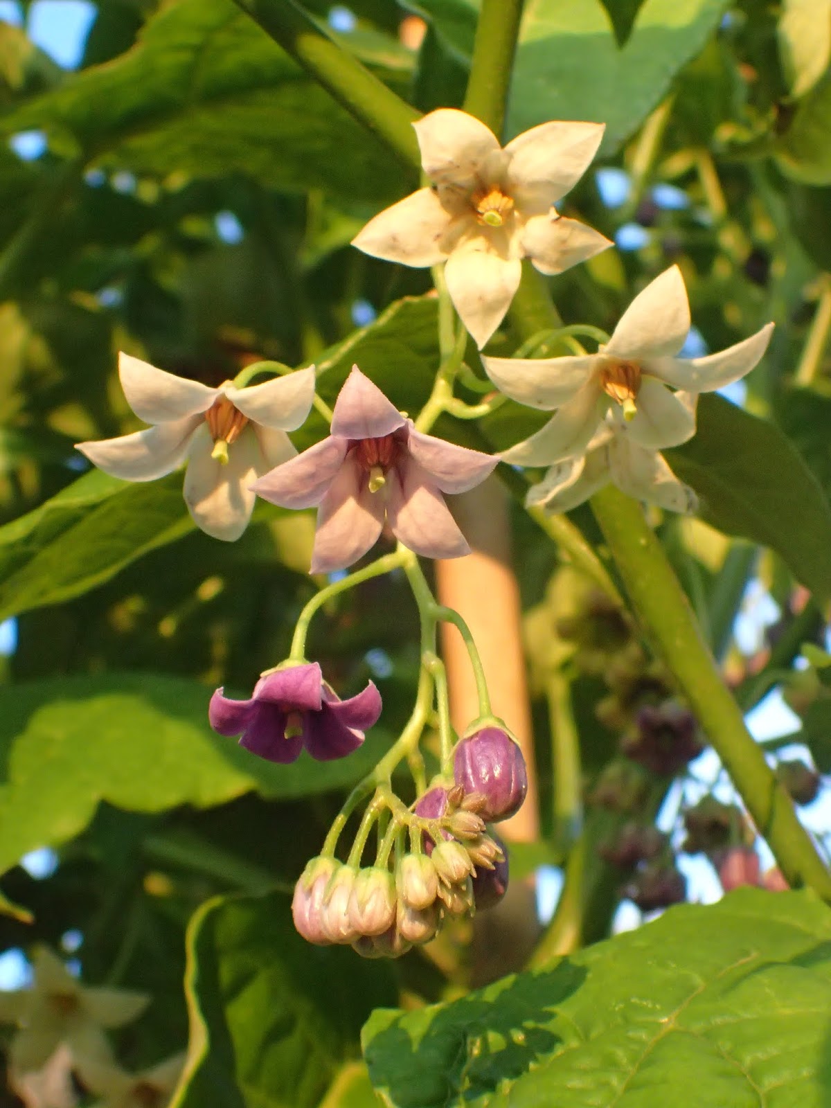 Cyphomandra Flower seeds for Planting Pollinator Friendly, Heirloom & GMO Free Seeds for Home Garden seeds for planting