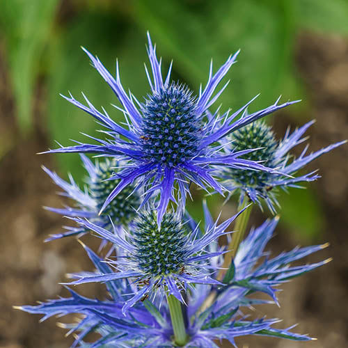Premium Blue Holly Eryngium Flower seeds for Planting Long Bloom Season, Heirloom & GMO Free Seeds for Home Garden seeds