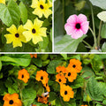 Mixed Thunbergia Flower seeds for Planting Bright Blooms, Heirloom & GMO Free Seeds for Home Garden seeds for planting