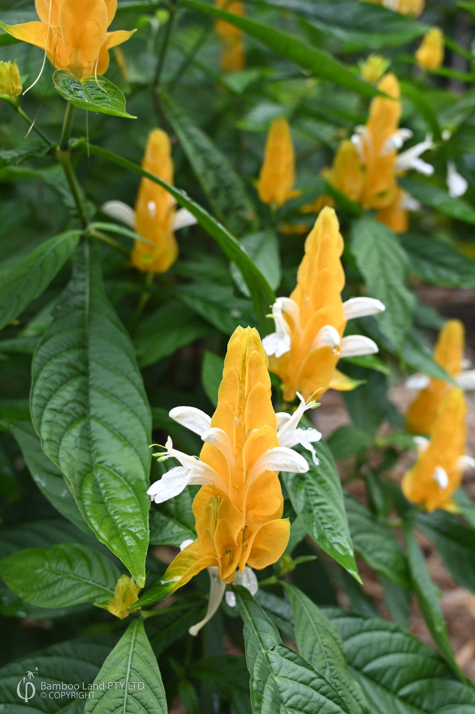 White Yellow Pachystachys Flower seeds for Planting Vibrant Colors, Heirloom & GMO Free Seeds for Home Garden vegetable and garden seeds