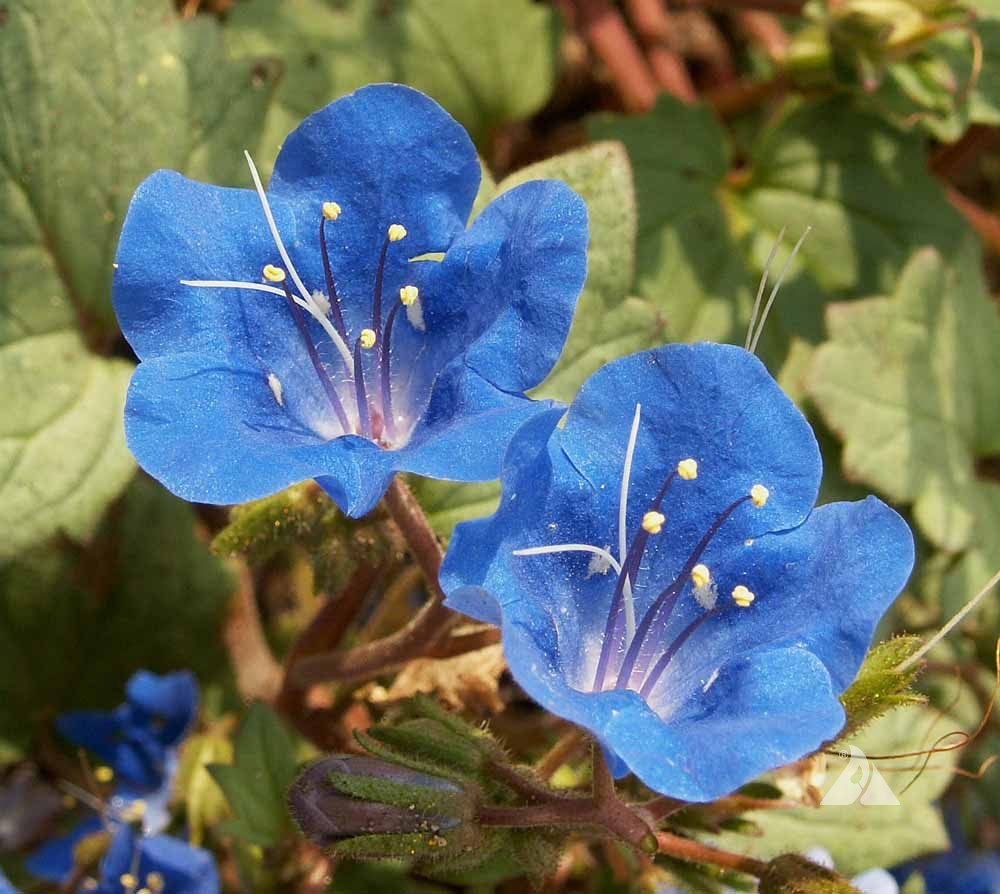 California Bluebell Flower seeds for Planting Colorful Display Heirloom & GMO Free Seeds for Home Garden