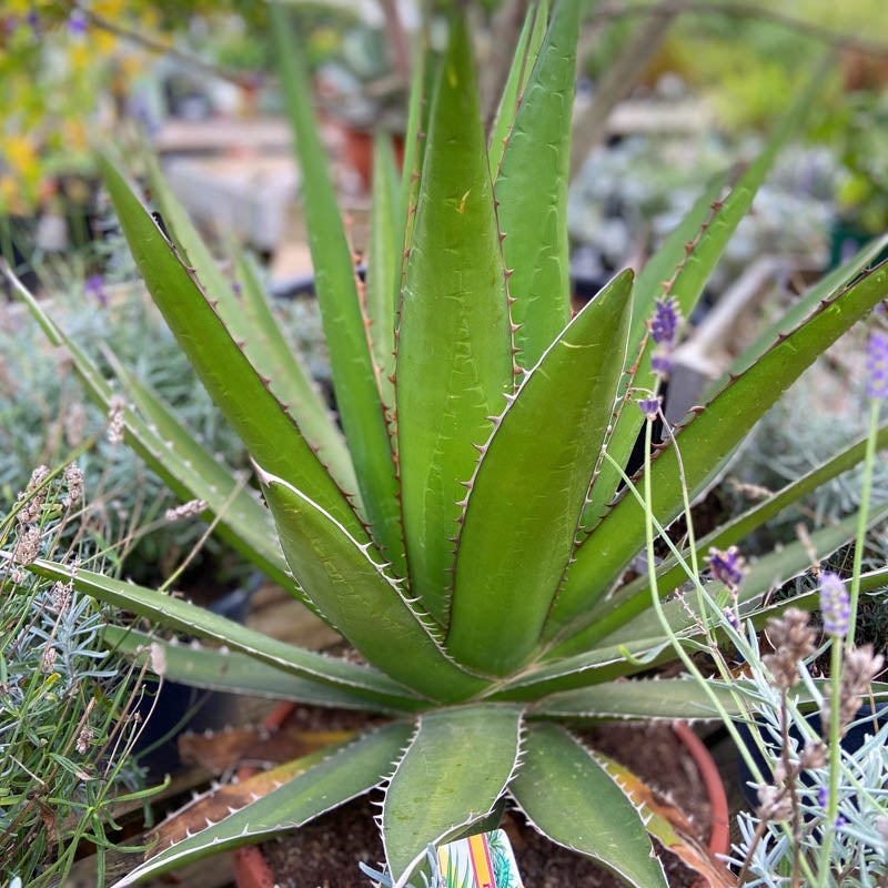 Green Agave Kerchovei Flower seeds for Planting - Colorful Display, Heirloom & GMO Free Seeds for Home Garden