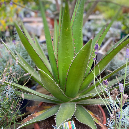 Green Agave Kerchovei Flower seeds for Planting - Colorful Display, Heirloom & GMO Free Seeds for Home Garden