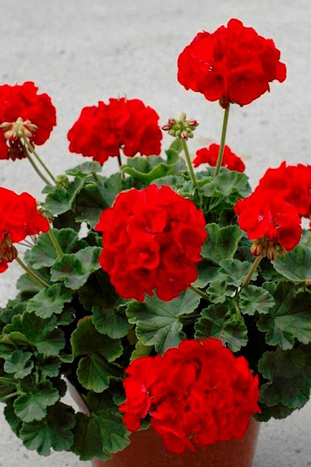 Geraniums Red Flower seeds for Planting Long Bloom Season, Heirloom & GMO Free Seeds for Home Garden vegetable and garden seeds