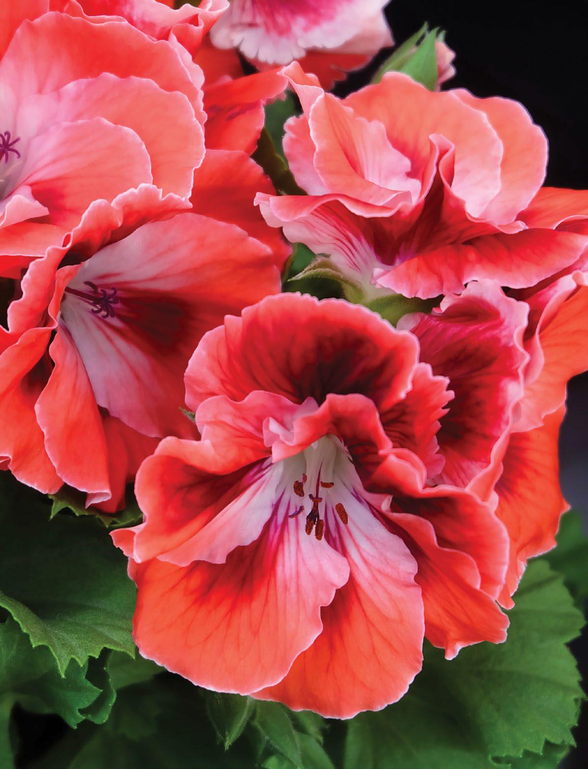 Premium Red & Orange Geranium Flower seeds for Planting Shade Tolerant, Heirloom & GMO Free Seeds for Home Garden seeds