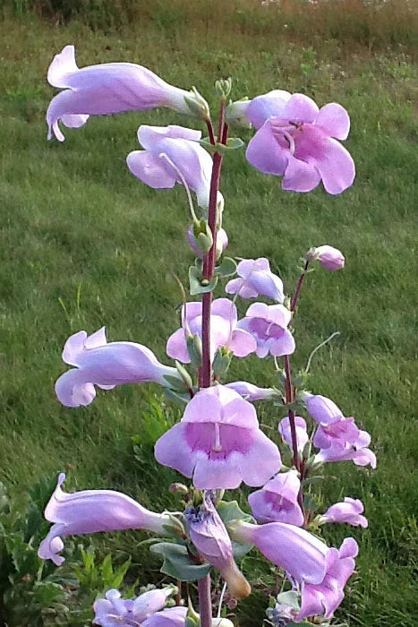 High quality Blue Skullcap Flower seeds for Planting Shade Tolerant, Heirloom & GMO Free Seeds for Home Garden seeds pack