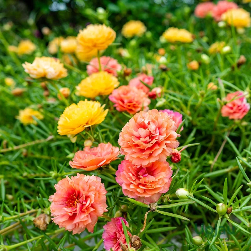 Heirloom Portulaca Flower seeds for Planting Sun Loving Heirloom & GMO Free Seeds for Home Garden