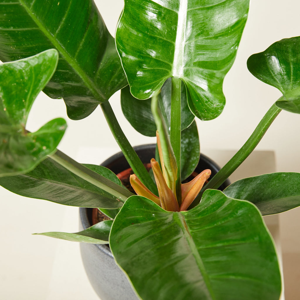 Green Philodendron Erubescens Flower seeds for Planting Perfect for Borders, Heirloom & GMO Free Seeds for Home Garden seeds for planting