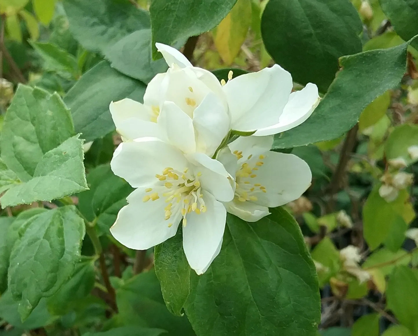 Heirloom Philadelphus Lewisii Flower seeds for Planting Easy to Grow Heirloom & GMO Free Seeds for Home Garden
