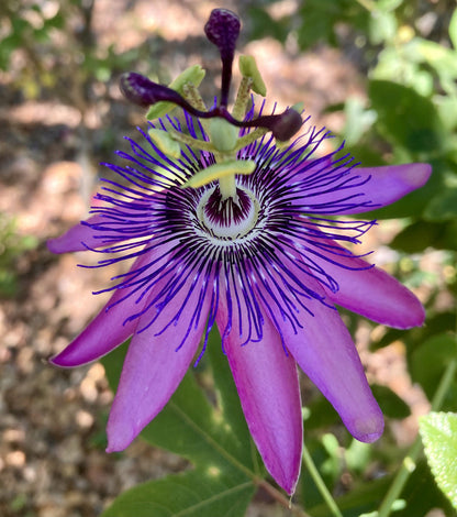 Passion Flower seeds for Planting Low Maintenance Heirloom & GMO Free Seeds for Home Garden