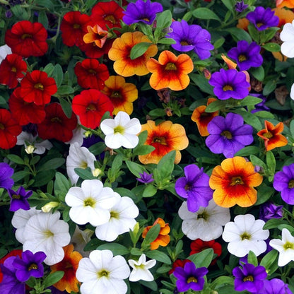 Calibrachoa Flower seeds for Planting Cut Flower Favorite Heirloom & GMO Free Seeds for Home Garden