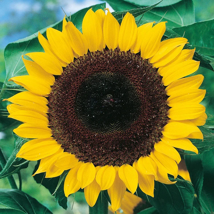 Heirloom Sunshine Flower seeds for Planting Cut Flower Favorite Heirloom & GMO Free Seeds for Home Garden