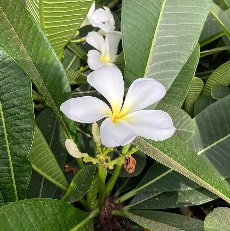 White Egg Flower seeds for Planting Low Maintenance, Heirloom & GMO Free Seeds for Home Garden Sale vegetable and garden seeds