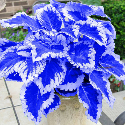 Coleus (Coleus Blumei) seeds for planting in home garden
