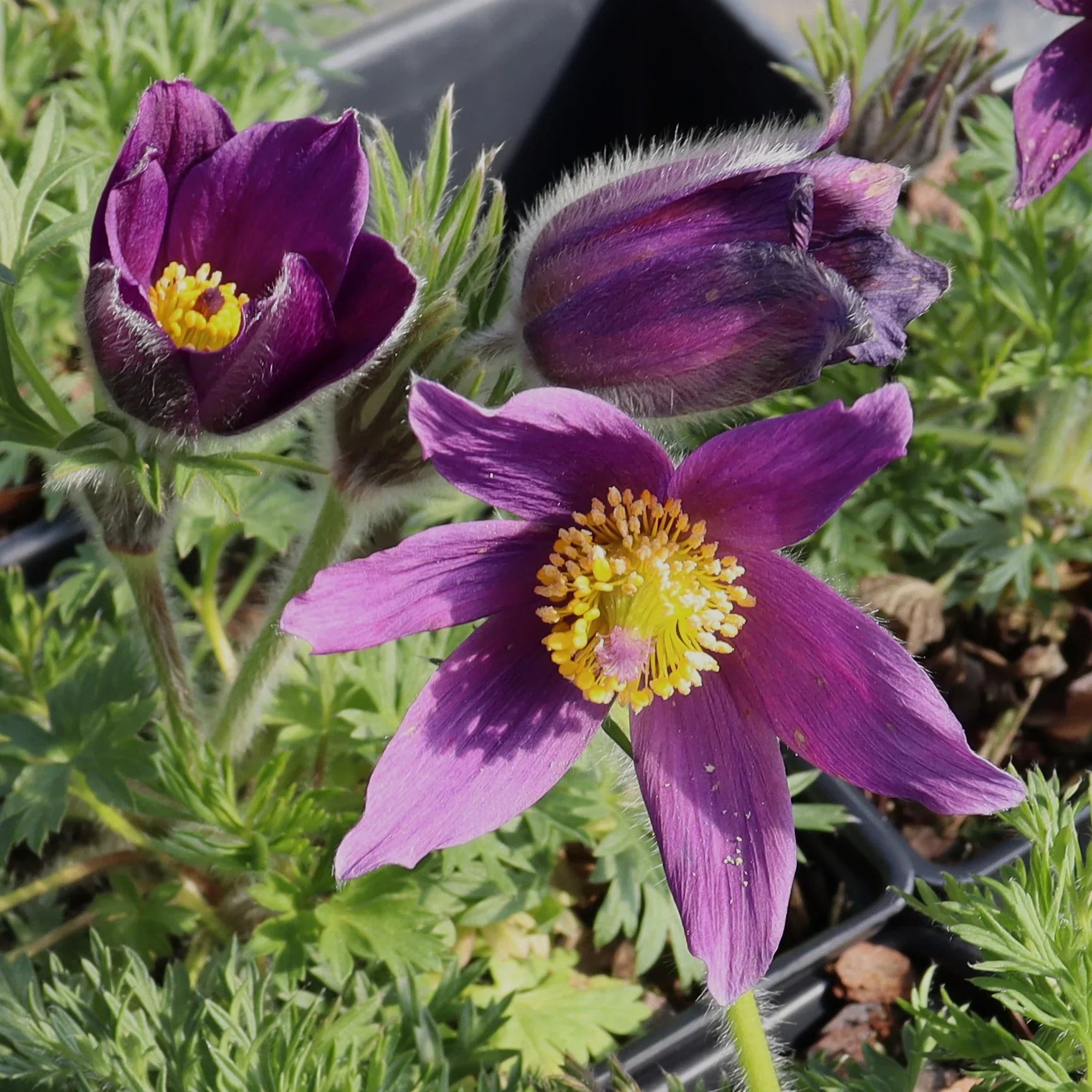 Pasque Flower seeds for Planting Cottage Garden Essential, Heirloom & GMO Free Seeds for Home Garden vegetable and garden seeds