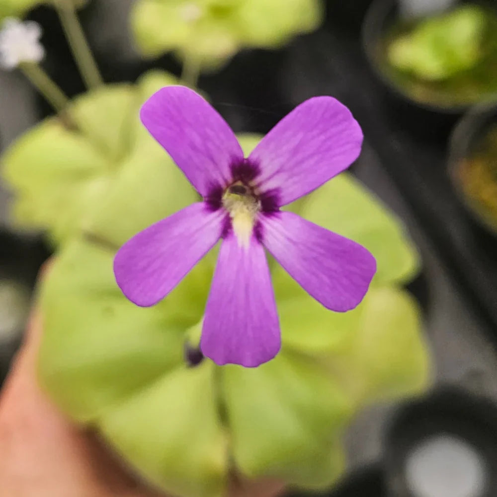 Moranensis Flower seeds for Planting Seasonal Bloomer Heirloom & GMO Free Seeds for Home Garden
