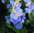 Blue Polemonium Flower seeds for Planting Sun Loving, Heirloom & GMO Free Seeds for Home Garden seeds for planting