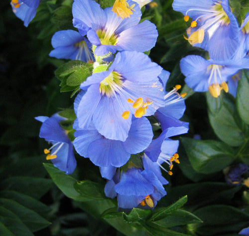 Blue Polemonium Flower seeds for Planting Sun Loving, Heirloom & GMO Free Seeds for Home Garden seeds for planting