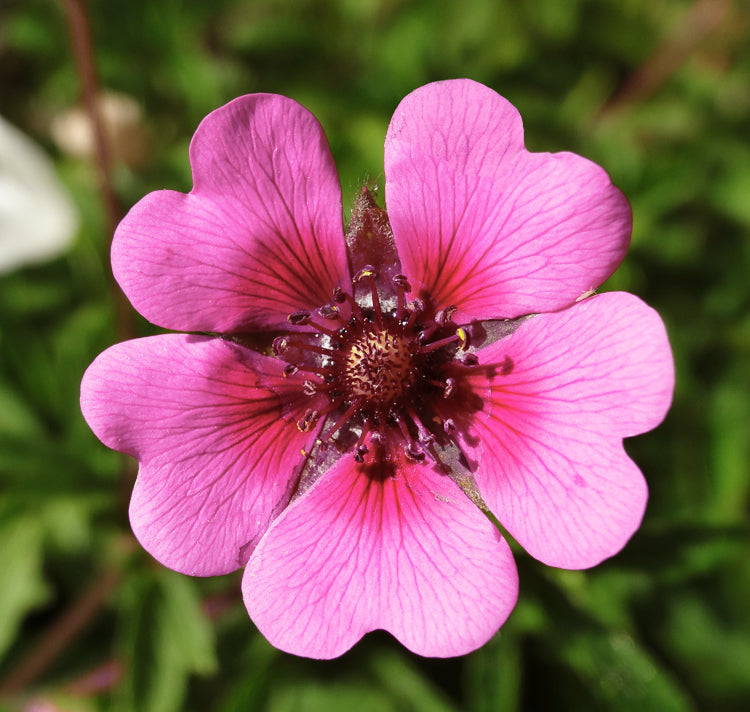 Pink Miss Willmott Flower seeds for Planting Low Maintenance, Heirloom & GMO Free Seeds for Home Garden vegetable and garden seeds