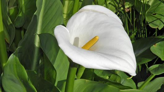 Premium White Zantedeschia Aethiopica Flower seeds for Planting Garden Favorite, Heirloom & GMO Free Seeds for Home Garden seeds