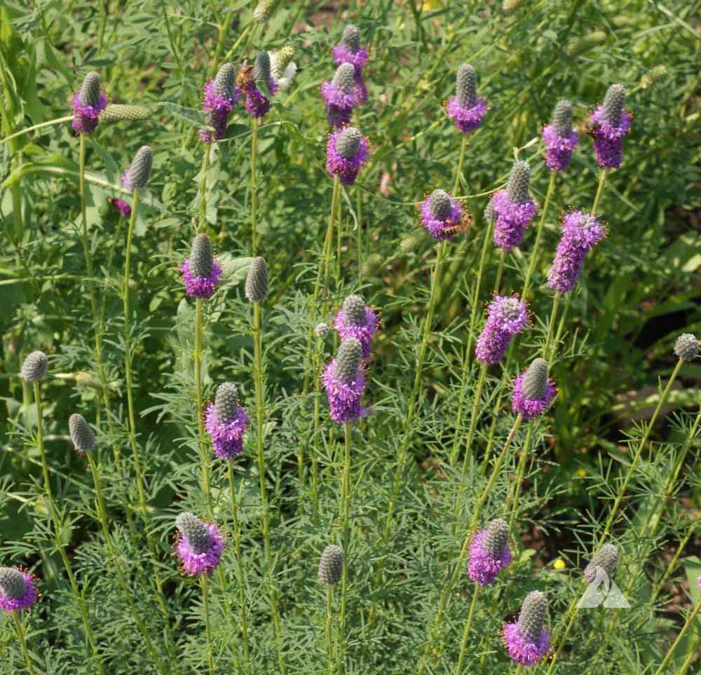 Prairie (Prairie Flower) seeds for planting in home garden