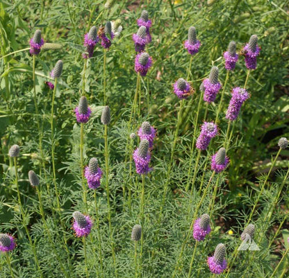 Prairie (Prairie Flower) seeds for planting in home garden