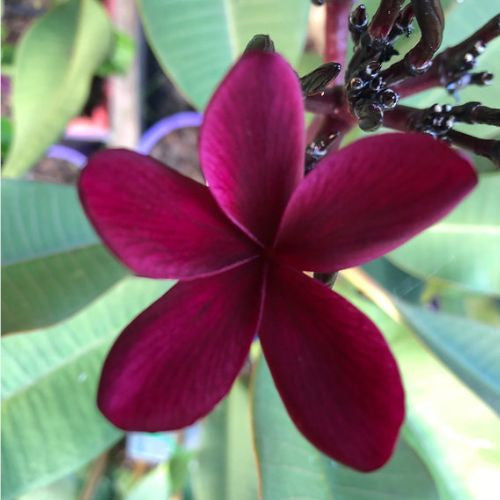 Black Frangipani Flower seeds for Planting Drought Tolerant, Heirloom & GMO Free Seeds for Home Garden vegetable and garden seeds