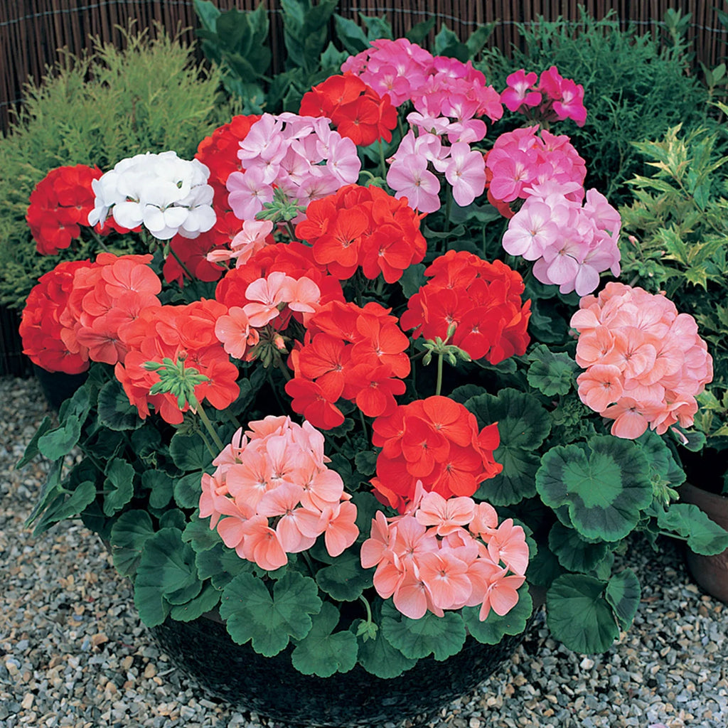 High quality Mix Geranium Perennial Flower seeds for Planting Seasonal Bloomer, Heirloom & GMO Free Seeds for Home Garden seeds pack