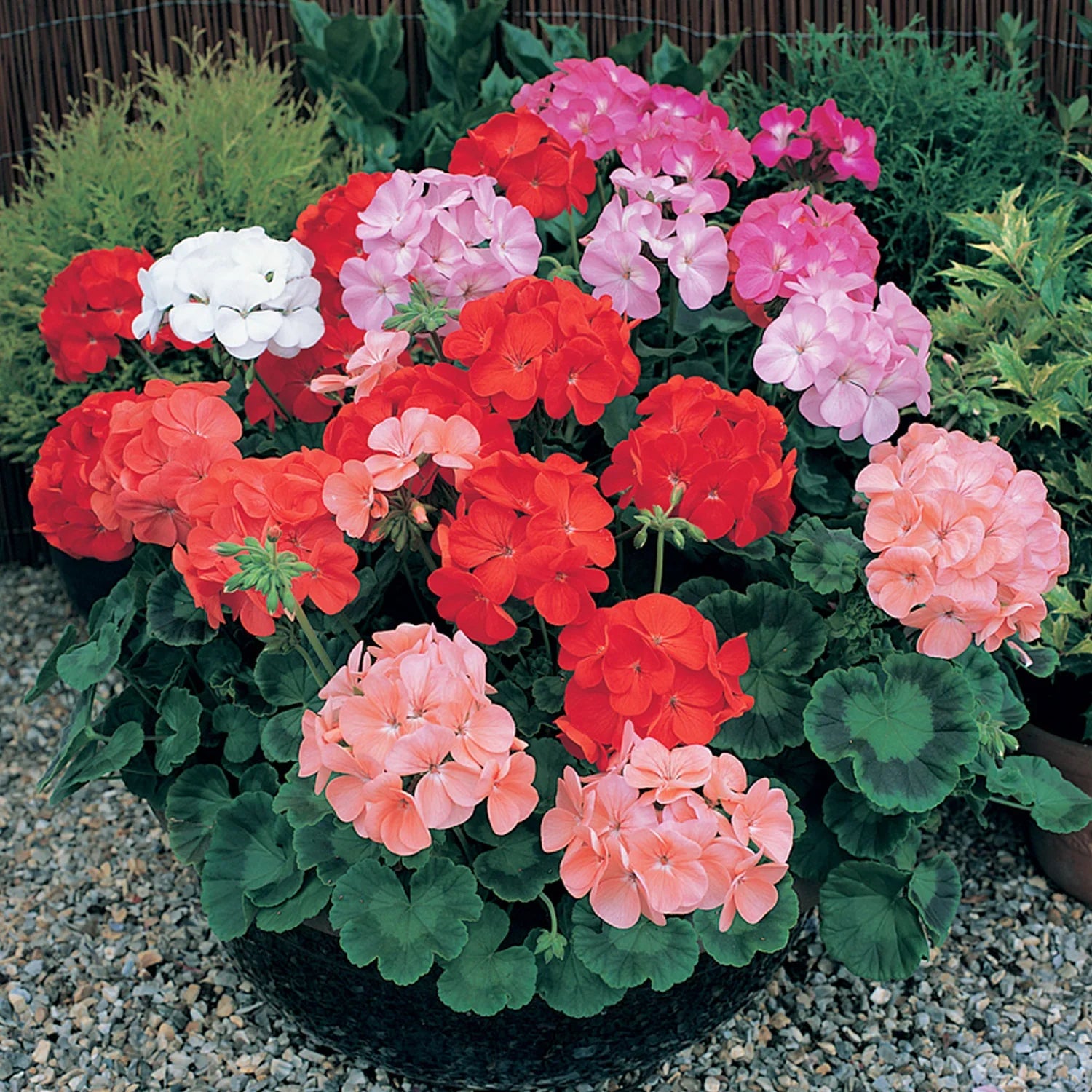 High quality Mix Geranium Perennial Flower seeds for Planting Seasonal Bloomer, Heirloom & GMO Free Seeds for Home Garden seeds pack