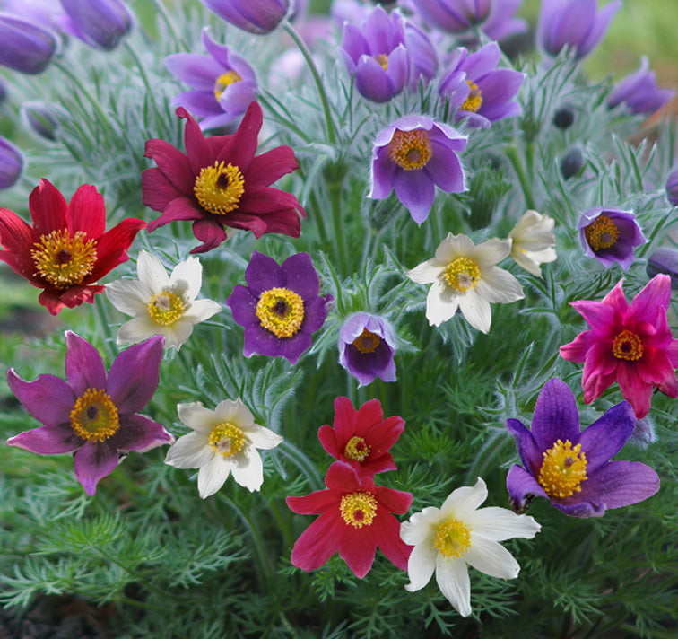 Mix Pulsatilla Pasque Flower seeds for Planting Fragrant Blossoms, Heirloom & GMO Free Seeds for Home Garden seeds for planting